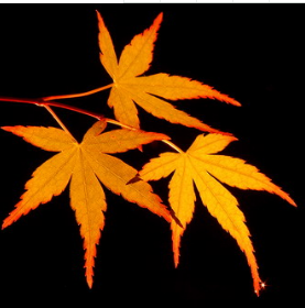 枫叶SEO